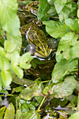 Eurasian Marsh Frog (Pelophylax ridibundus) croaking Krka National Park