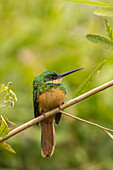 Brasilien, Pantanal. Rufous-tailed Jacamar-Vogelnahaufnahme