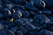 Ecuador, Galapagos Islands. Galapagos yellow warbler on volcanic rocks.