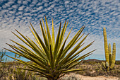 Mexico, Baja California. Yucca (Yucca valida) and Cardon Cactus ( (Pachycereus pringlei) with clouds in the desert of Baja