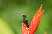 Costa Rica, Tal des Flusses Sarapiqui. Rufous-tailed Kolibri auf Heliconia-Pflanze
