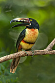 Mittelamerika, Costa Rica. Aracari-Tukan mit Halsband auf Gliedmaßen.