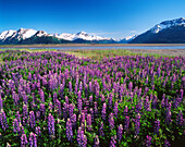 USA, Alaska, Kenai National Wildlife Refuge, blühende Lupinen und die Kenai Mountains ()