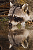 Northern Raccoon, Procyon lotor, adult at night drinking, Uvalde County, Hill Country, Texas, USA,