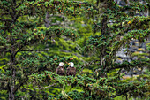 USA, Alaska, Haines. Bald Eagle pair (Haliaeetus leucocephalus) on Sitka Spruce bough