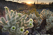 USA, Arizona. Teddy Bear Cholla Kaktus leuchtet in den Strahlen der untergehenden Sonne, Organ Pipe Cactus National Monument.