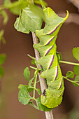 USA, Arizona, Santa Cruz County. Sphinx-Mutterraupe, die Blätter frisst
