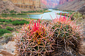 Usa, Arizona, Grand Canyon National Park. Barrel Cactus and Colorado River./n