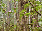 USA, Kalifornien, Del Norte Coast Redwoods State Park, blühende Rhododendren im Nebel mit Mammutbäumen