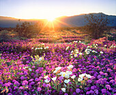 USA, Kalifornien, Anza-Borrego Desert State Park. Sandverbene und Dünenprimel-Wildblumen bei Sonnenuntergang