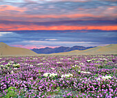 USA, Kalifornien, Dumont-Dünen. Sandverbene und Dünenprimel-Wildblumen bei Sonnenuntergang