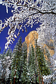 USA, Kalifornien, Yosemite-Nationalpark. El Capitan umrahmt von schneebedeckten schwarzen Eichen im Winter