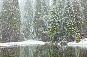 USA, Kalifornien, Oakhurst. Tannen spiegeln sich bei Schneefall im Teich wider