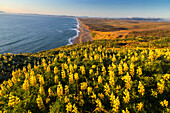 Yellow lupine above Point Reyes Beach at Point Reyes National Seashore. California, USA.