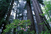 NA, USA, Kalifornien. Del Norte Coast State Park. Coast Trail, Coast Redwoods und Rhododendren