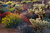 Hintergrundbeleuchtung auf Brittlebush, Jumping Cholla und Chuparosa in voller Blüte in der Nähe von Plum Canyon, Anza-Borrego Desert State Park, Kalifornien, USA.