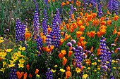 Lupines, coreopsis (Coreopsis californica), and California poppies (Eschscholzia californica) in the Tehachapi Mountains, Angeles National Forest, California, USA.