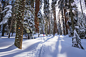 Skier in the Giant Forest, Sequoia National Park, California, USA. (MR)