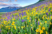 USA, Colorado, Crested Butte. Landschaft mit Wildblumen am Hang