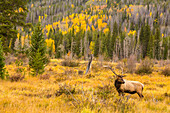 USA, Colorado, Rocky Mountain National Park. Bull elk in field