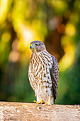 USA, Colorado, Fort Collins. Male Cooper's hawk fledgling on fence