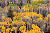 USA, Colorado, White River National Forest, aspen trees