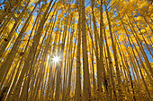 USA, Colorado, White River National Forest, aspen trees