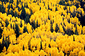 USA, Colorado, White River National Forest, aspen