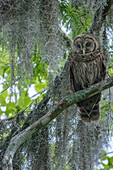 Streifenkauz thront im Zypressenwald, Manchac Swamp Kajaktour in der Nähe von New Orleans, Louisiana, USA.