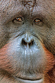 Orangutan, Center for Great Apes, Wauchula, FL.