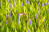 USA, Florida, Orlando Feuchtgebietspark. Kanadakranich-Erwachsener in blühendem Pickerel-Unkraut