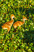 USA, Florida, Orlando Wetlands Park. Sandhill crane colts close-up