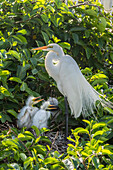 USA, Florida, Wakodahatchee Wetlands. Great egret parent and chicks on nest