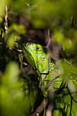 An exotic green iguana makes Sanibel Island, Florida.