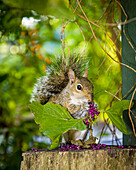 A grey squirrel nibbles on American beautyberry.