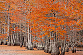 USA, George Smith State Park, Georgia. Fall cypress trees.
