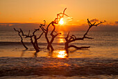 USA, Georgien. Jekyll Island, Driftwood Beach bei Sonnenaufgang.