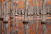 USA, Georgia. Cypress trees in the fall at George Smith State Park.