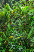 USA, Hawaii, Big Island von Hawaii. Hawaii Tropical Botanical Gardens, Rote Rinde der Siegelwachspalme, auch bekannt als Lippenstiftpalme, die in Küstensümpfen in Südostasien beheimatet ist.