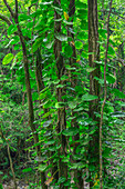 USA, Hawaii, Big Island von Hawaii. Küste von Hamakua, rankenartige Philodendren ersticken Bäume im tropischen Regenwald.
