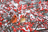 Nördliche Kardinäle (Cardinalis cardinalis) Männchen und Weibchen auf der Winterbeere (Ilex verticillata) im Schnee Marion Co. IL