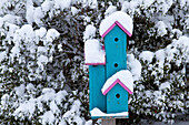 Blaues und rosa Vogelhaus in der Nähe von Inkberry Bush im Winter, Marion, Illinois, USA.