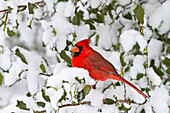 Northern Cardinal (Cardinalis cardinalis) male in American Holly (Ilex opaca) in winter, Marion, Illinois, USA.