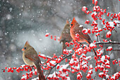 Northern Cardinals (Cardinalis cardinalis) male and females in Common Winterberry (Ilex verticillata) in snow, Marion, Illinois, USA.