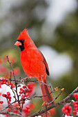 Northern Cardinal (Cardinalis Cardinalis) Männchen im gemeinsamen Winterberry Busch (Ilex Verticillata) im Winter, Marion County, Illinois