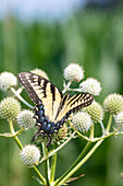 Östlicher Tigerschwalbenschwanz (Papilio glaucus) auf Klapperschlangenmeister (Eryngium yuccifolium), Marion County, Illinois.