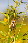 Prairie Cicada (Tibicen dorsata), Effingham County, Illinois.