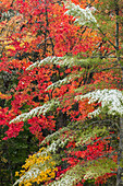 Leichtes Abstauben von Schnee auf Herbstfarben, Hiawatha National Forest, obere Halbinsel von Michigan.