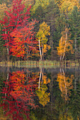 Herbstsonnenaufgangreflexion auf gespiegeltem See, obere Halbinsel von Michigan