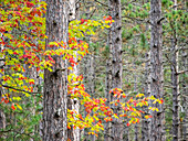 USA, Michigan, obere Halbinsel. Herbstlaub und Kiefern im Wald.